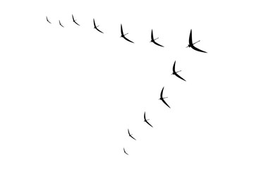 Simple birds flying icon. Flat vector illustration design isolated on white background.