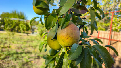 Ripe fruits on a pear tree. Pears on tree branches. Autumn harvest.