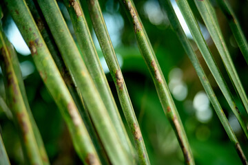 Abstract Green Bokeh Background with Defocused Plants
