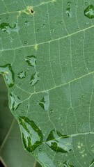 Macro shot of raindrops on green leaf surface