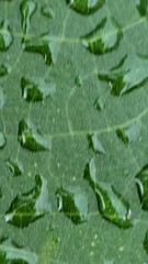 Macro shot of raindrops on green leaf surface