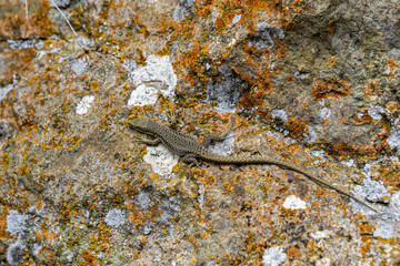 Small lizard with a long tail on a rock with brown lichen