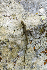 Small lizard with a long tail on a light rock with green lichen
