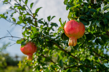 Ripe Pomegranates on Tree Branch in Sunlight