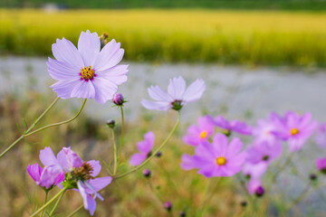 Close-up of Light Purple Cosmos in Autumn Breeze