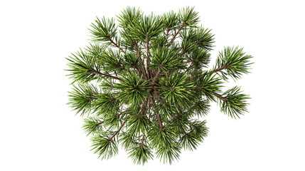 pine tree top view with sharp and detailed needles isolated on a Transparent background, PNG file.