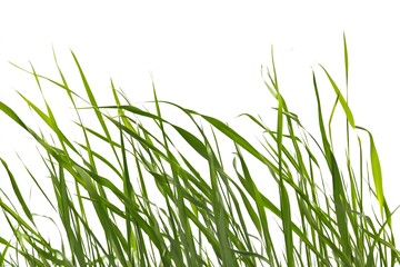 Naklejka premium Lush green grass blades gently sway against a bright white background, creating a sense of freshness and natural beauty, depicting a vibrant, of the plant life. The composition is simple and focused.