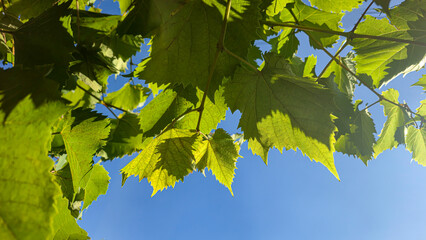 Leaves and ripe bunches of grapes at the dacha. Harvesting in the fall.