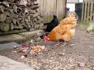Adult chickens and chicks in agricultural conditions. Poultry farming.