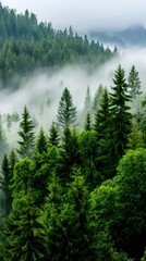 Lush green pine forest covered partly by mist and fog