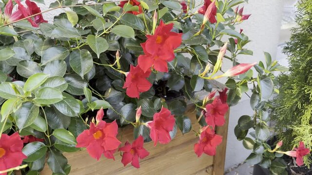 Mandevilla sanderi red flowers close up. Ornamental climbing garden plant, blooming Mandeville in flowerpot