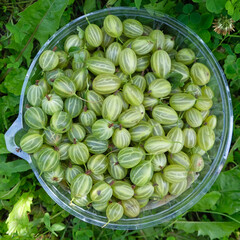 green gooseberry