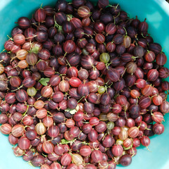 Red gooseberry