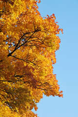 Autumn maple bright tree branches against blue sky