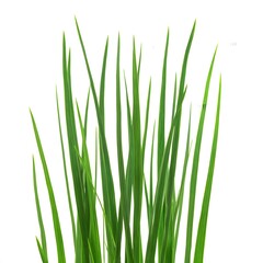 Fototapeta premium Fresh green blades of grass flourish against a crisp white backdrop, creating a vibrant visual, showcasing the intricate textures and details of the natural forms with lush coloration, presenting a...