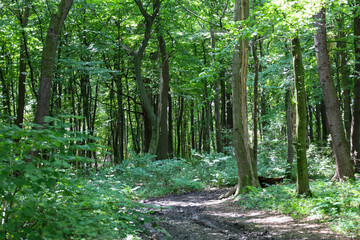 This forest landscape shows a dense thicket of green trees with a muddy, dirt path running through them. Sunbeams penetrate the high canopy, illuminating the depth of the woods and emphasizing the nat