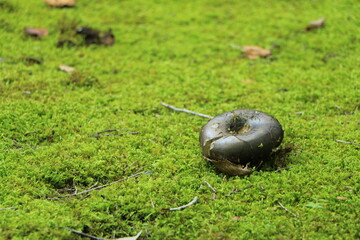 苔の上に頭を出したキノコ