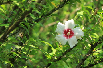 木々の緑の中に咲くムクゲの花
