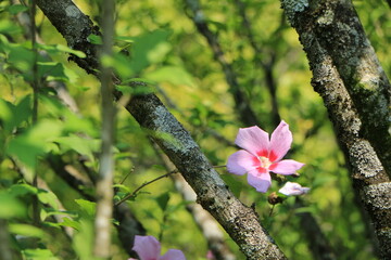 木々の緑の中に咲くムクゲの花