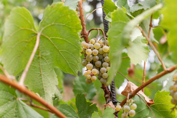white wine grapes in the vineyards. tasty grapes on brunch