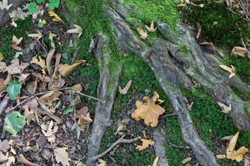 A close-up shot features the gnarled roots of an old tree, heavily covered in vibrant green moss on the forest floor. Brown fallen leaves and small twigs are scattered around, emphasizing the seasonal