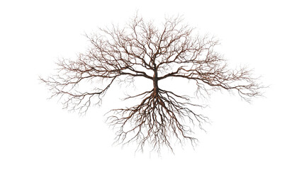 top view of a tree with intricate root system on clean isolated on a Transparent background, PNG file.