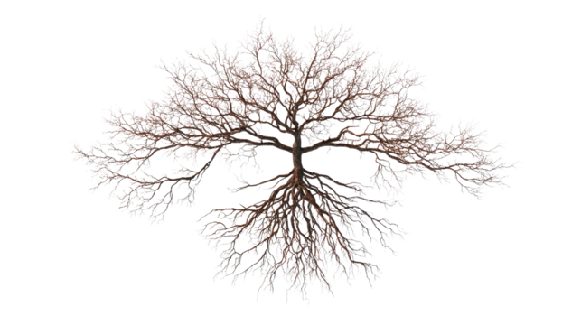 top view of a tree with intricate root system on clean isolated on a Transparent background, PNG file.