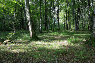 Fototapete bei efototapeten.de bestellen   