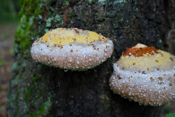 A close-up shot features two bracket fungi (Polypore) growing on the bark of an old tree, heavily covered in dew or rain droplets. Their thick caps feature yellow and light brown colors, standing out 