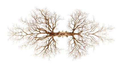 top view of a tree with intricate root system on clean isolated on a Transparent background, PNG file.