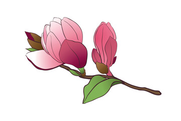 Fototapeta premium Magnolia branch isolated on a white background. Spring pink flowers, buds and leaves. Vector illustration for making wedding invitations, congratulations on international women's day.