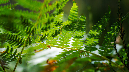 Fougères sauvages dans la forêt des Landes de Gascogne