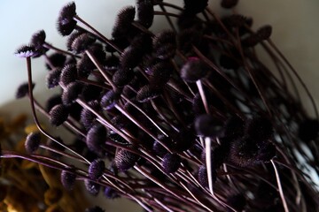 Colorful Dry Flowers, Interior Design, Still Life, Daisies, Lavender, Beautiful Flowers