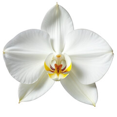 White orchid flower orchid petal tropical flower exotic flower floral detail nature close up white petal delicate flower bloom