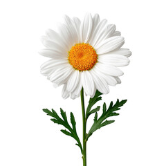 White daisy flower with bright yellow center and green leaves, fresh and vibrant natural bloom on black