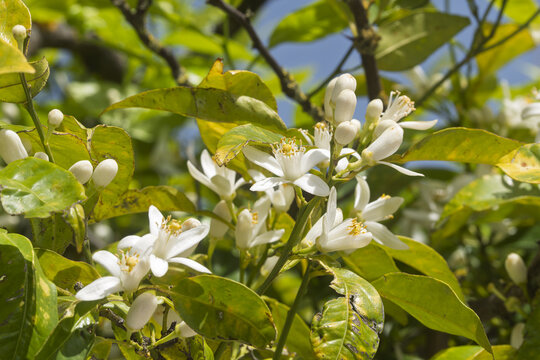 Foliage, blossoms of Citrus aurantium, Alentejo, Portugal