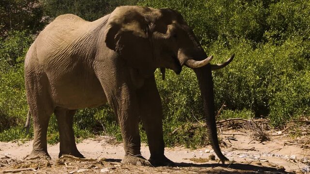 An old desert elephant bull stands in the sand of Namibia's Hoanib Valley, searching the ground with his trunk for something edible. He finds a twig and brings it to his mouth. Bushes in background.