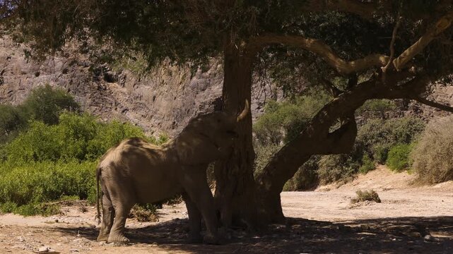 An old desert elephant bull tears a branch from a tree he's standing under. Profile shot. A rocky mountain ridge and evergreen bushes in the background.