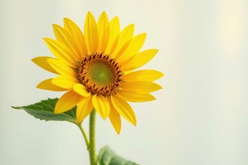 Obraz premium A Single Vibrant Sunflower in Soft Light, Displaying its Golden Petals and Dark Center, a Botanical Delight