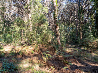 Fototapeta premium Natural reserve at Villa di Domiziano, Roman imperial villa of the late Republican era at Circeo National Park, Italy