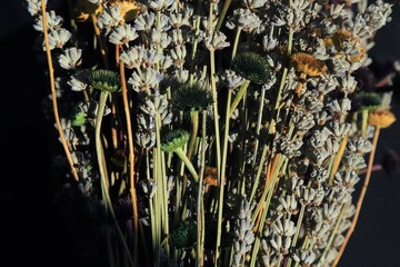 Colorful Dry Flowers, Interior Design, Still Life, Daisies, Lavender, Beautiful Flowers