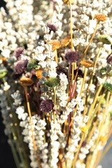 Colorful Dry Flowers, Interior Design, Still Life, Daisies, Lavender, Beautiful Flowers
