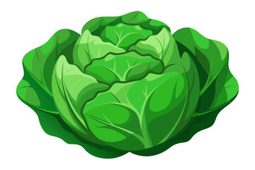 cabbage isolated on white