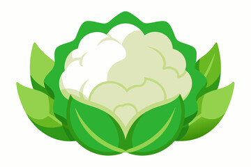 vector illustration of a cauliflower 