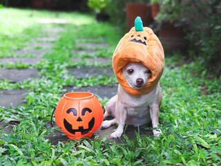  brown  short hair  Chihuahua dog wearing Halloween pumpkin hat sitting on cement in the garden with  plastic halloween pumpkin basket.
