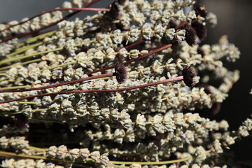 Colorful Dry Flowers, Interior Design, Still Life, Daisies, Lavender, Beautiful Flowers