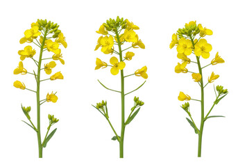 Three golden yellow canola flower stems with vibrant blossoms, green buds, and light green stems against a transparent background with copy space, concept of botanical precision and natural resources