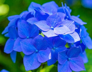 Close-up of vibrant blue hydrangea blossoms