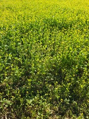 Golden Mustard Fields in Bloom Fields of Yellow The Beauty of  Mustard Blossoms Painting the Horizon 4
