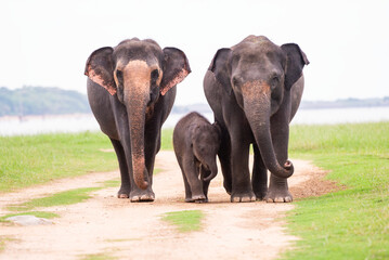 Asian Elephant Family with Calf Facing Forward in Sri Lanka Wildlife
